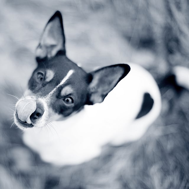 En hund med tungen ut.