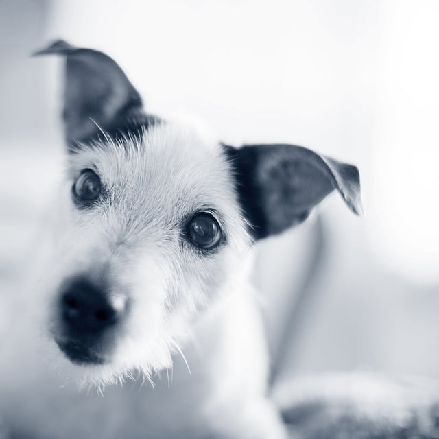 Et nærbilde av en hund.