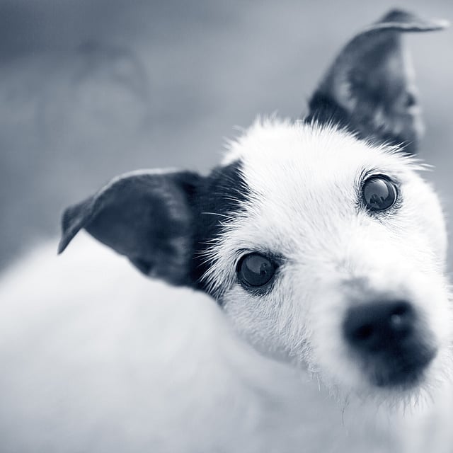 Et nærbilde av en hund.