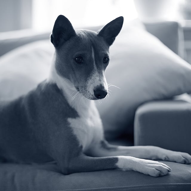 En hund som ligger på en sofa.