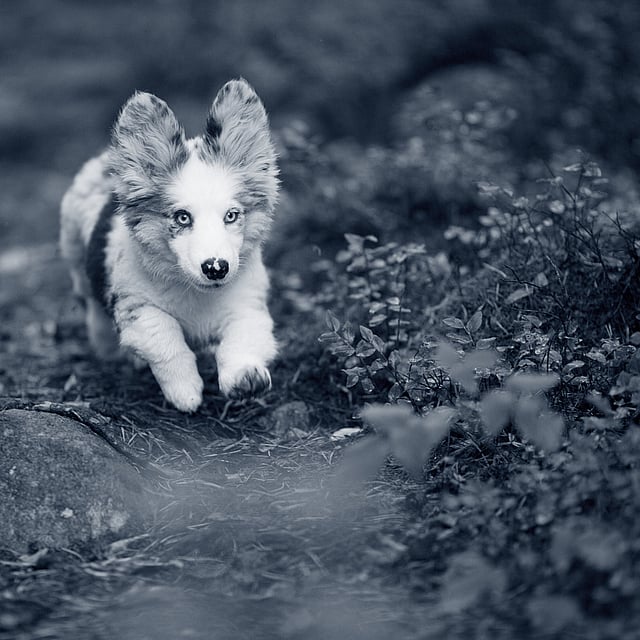 En hund som løper på bakken.