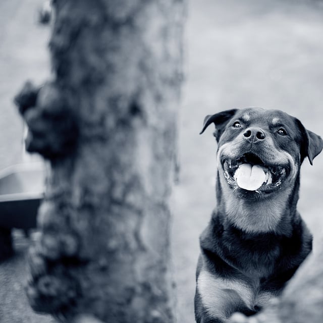 En hund med tungen ut.