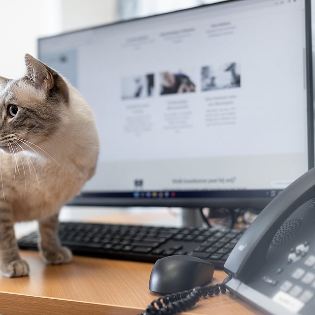 En katt som står på et skrivebord.