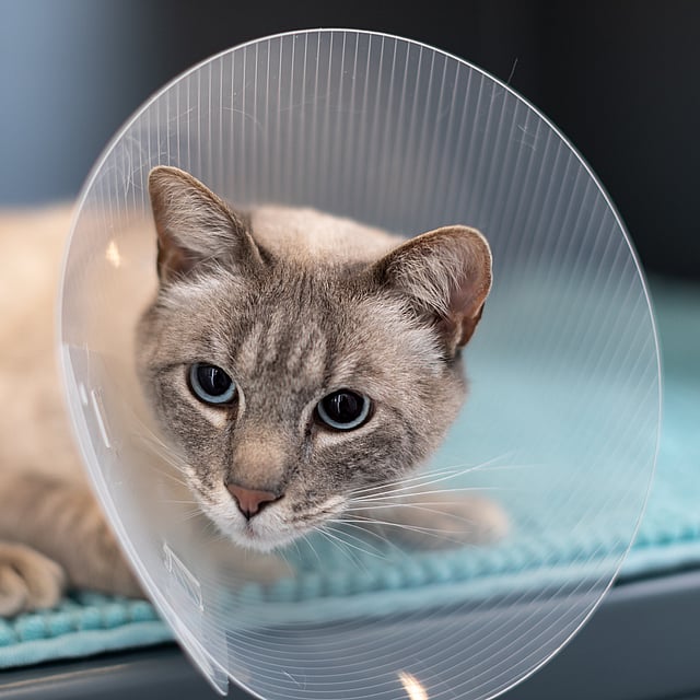 En katt med en kjegle rundt hodet.