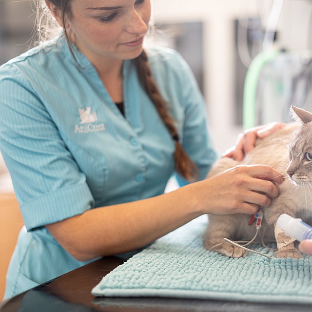 En person som gir en katt drypp.