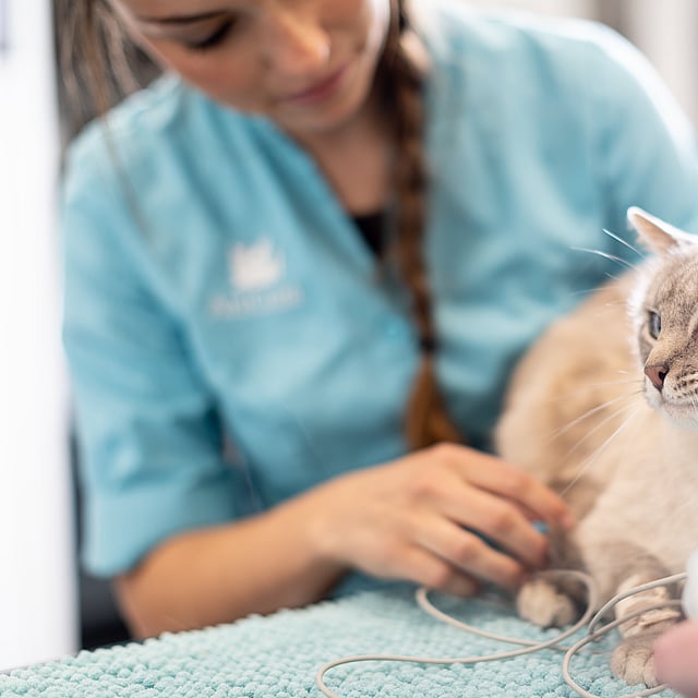 En person som holder en katt.