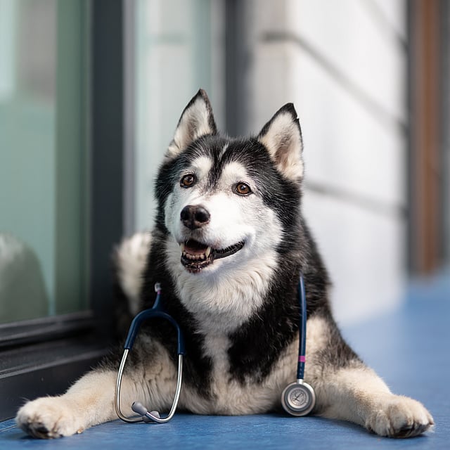 En hund med et stetoskop rundt halsen.