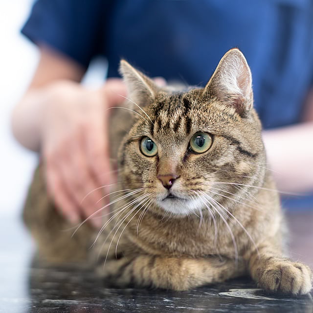 En katt som ligger på et bord.