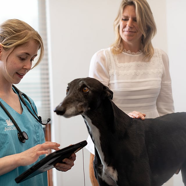 En person og en hund som ser på et nettbrett.