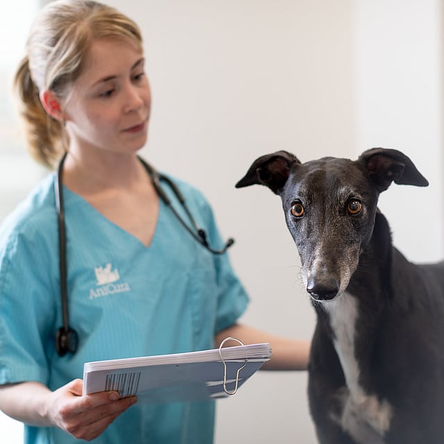 En person i en blå skrubb som holder en utklippstavle ved siden av en hund.