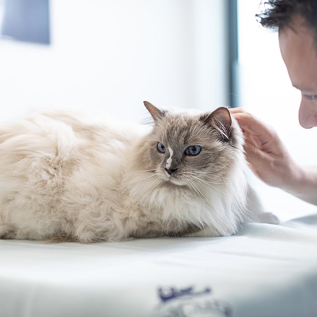 En person som klapper en katt.