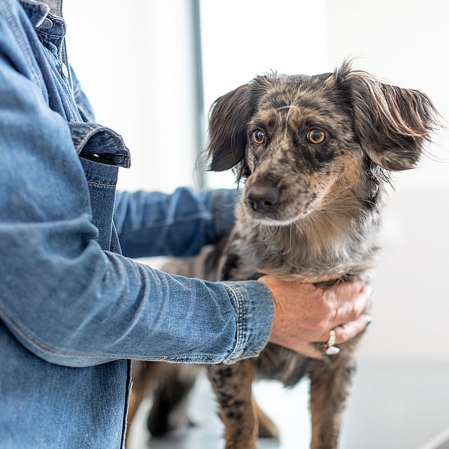 En person som holder en hund.
