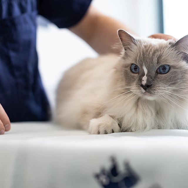 En katt som ligger på et bord.