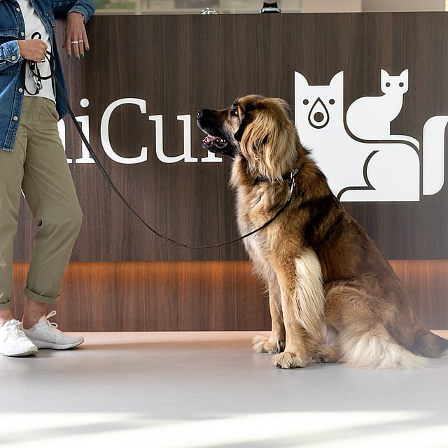 En hund som sitter i bånd ved siden av en person.