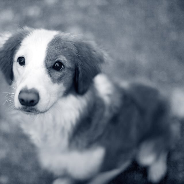 En hund som ser opp på kameraet.