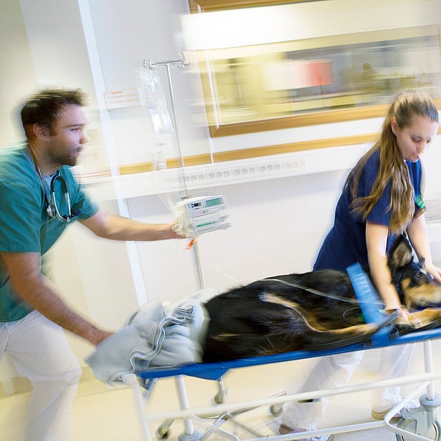 En person på en båre med en hund på.