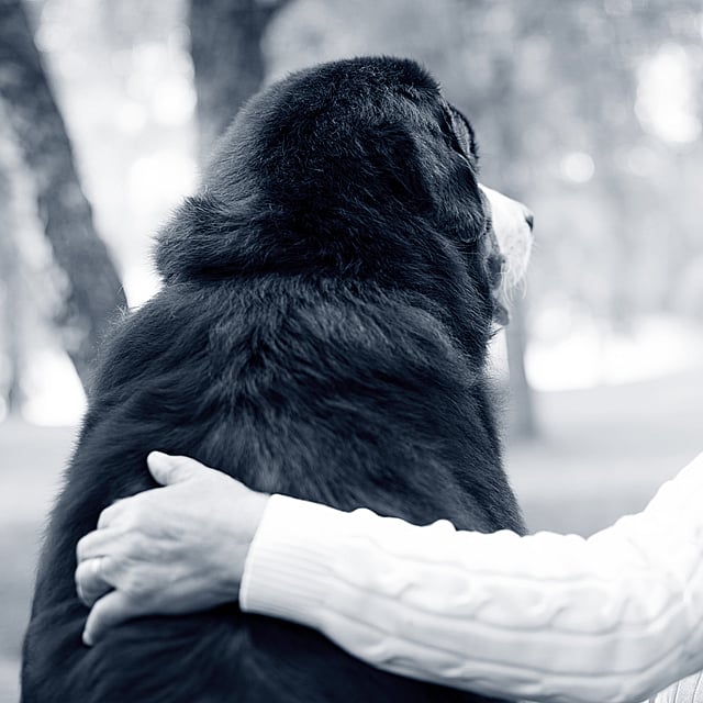En person som holder en hund.