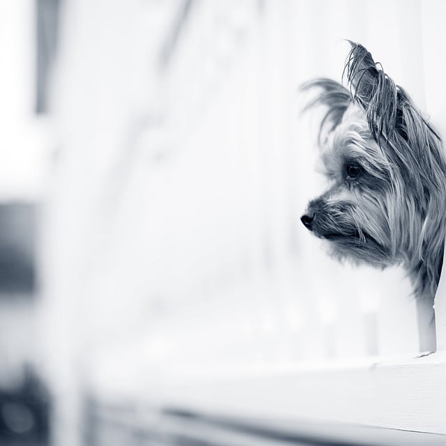 En hund som ser gjennom en vegg.