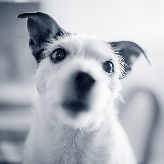 Et nærbilde av en hund.
