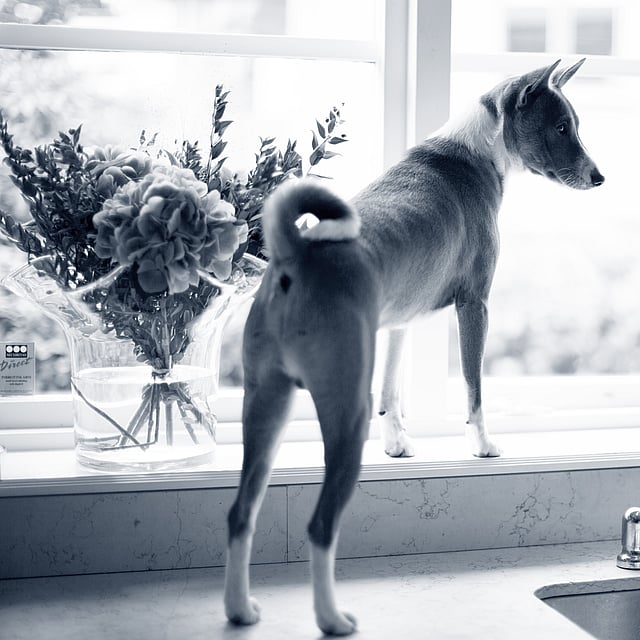 En hund som står i en vinduskarm.