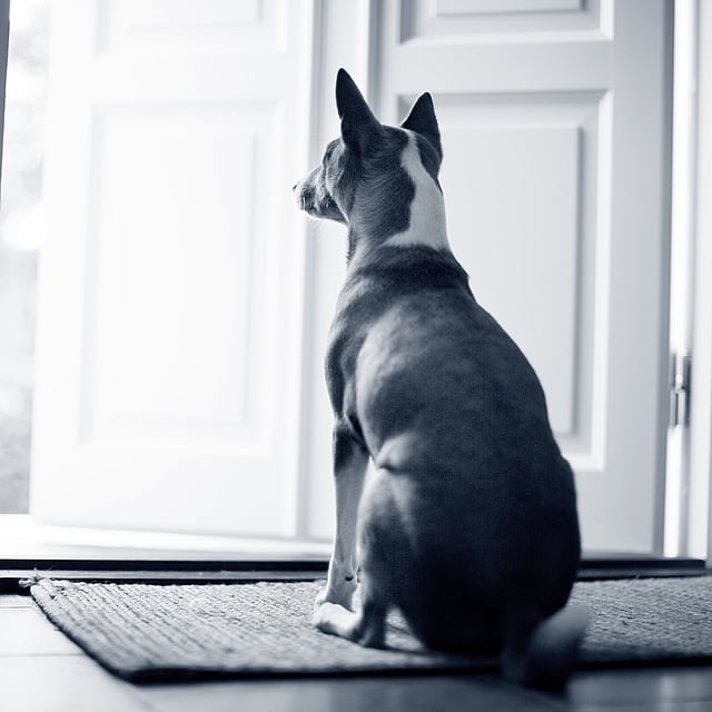 En hund som sitter på et teppe foran en dør.
