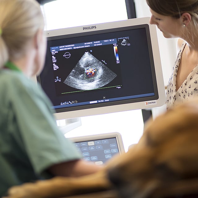 En person som ser på en hund på en dataskjerm.
