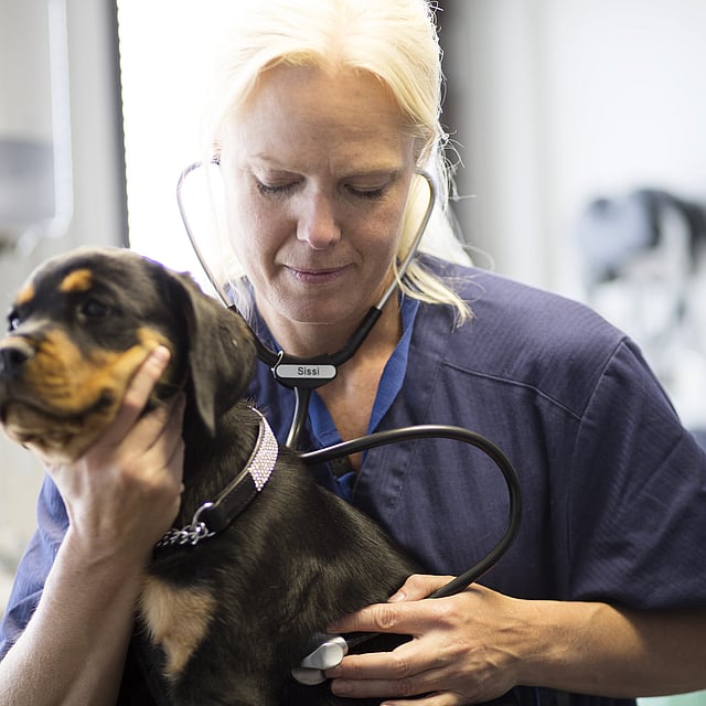 En person som har på seg et stetoskop som holder en hund.