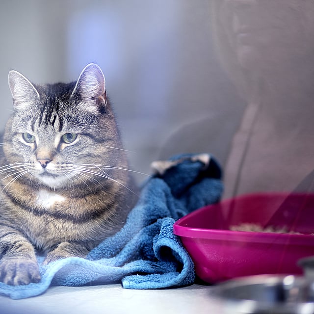 En katt som sitter på et blått håndkle.