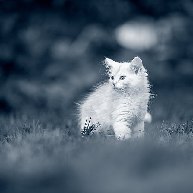 En hvit katt som løper i gresset.