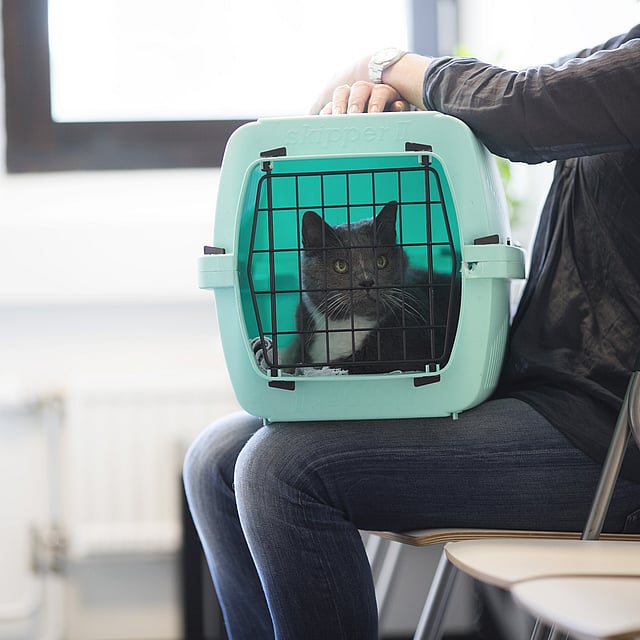En katt i et bur.