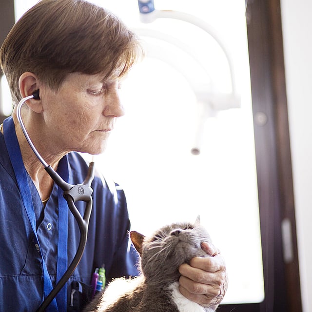 En person som har på seg et stetoskop som holder en katt.
