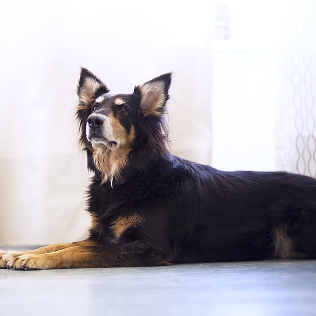 En hund som ligger på gulvet.