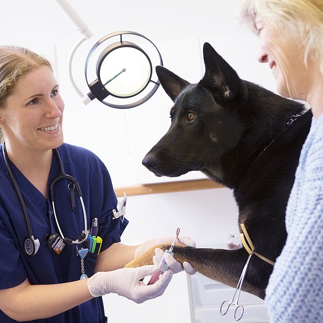 En person og en hund som får en injeksjon.