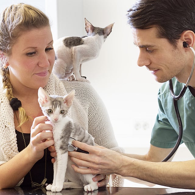 En person og en person som holder en kattunge.