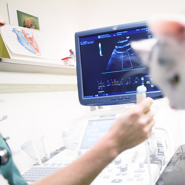 En katt som ser på en dataskjerm.