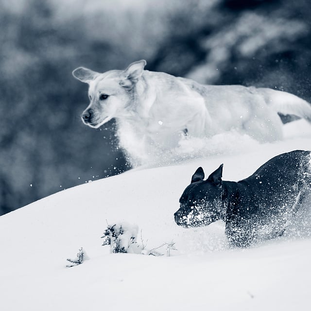 To hunder som løper i snøen.