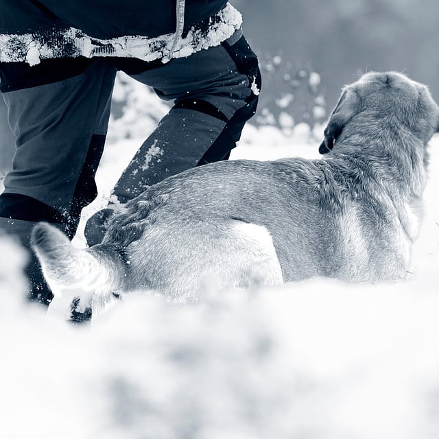 En person som står i snøen med en hund.
