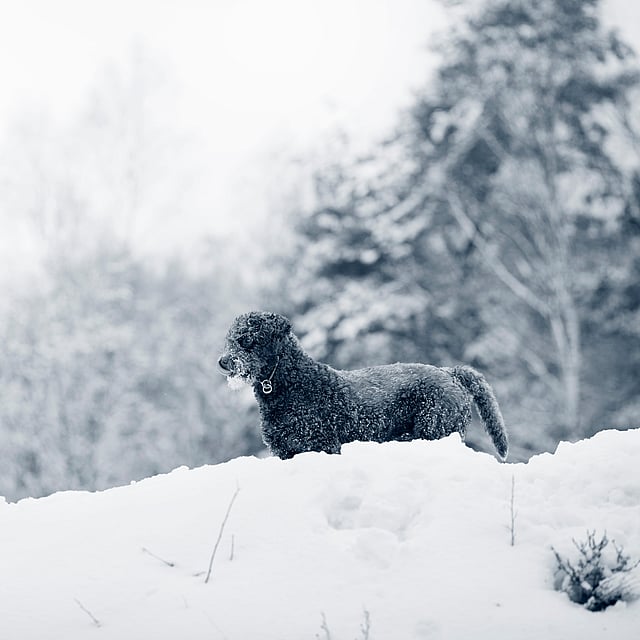 En hund som står i snøen.