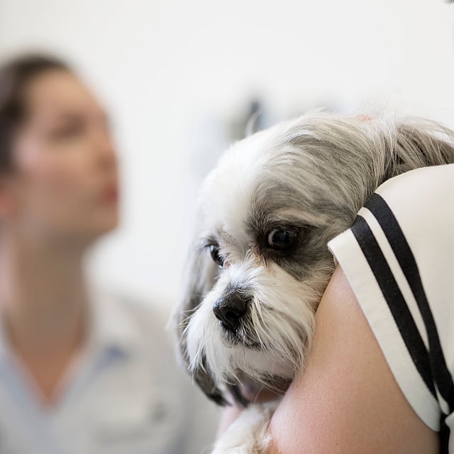 En hund på en persons skulder.