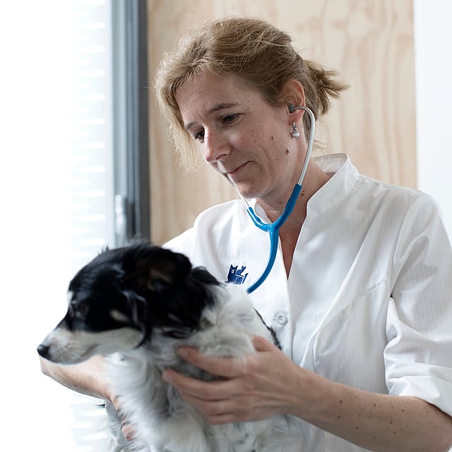 En person som har på seg et stetoskop som holder en hund.