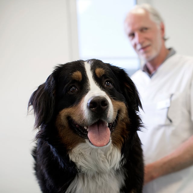 En hund med tungen ut.