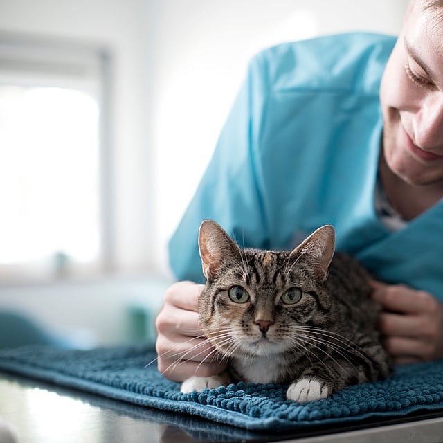 En person i en blå skjorte som klapper en katt.