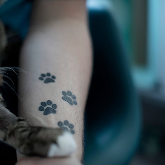 En katt med poteavtrykk på en persons arm.