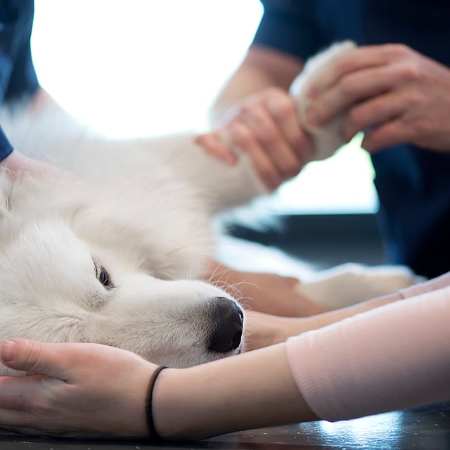 En person som holder en hund.