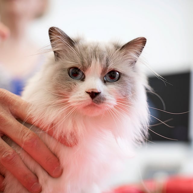 En person som holder en katt.