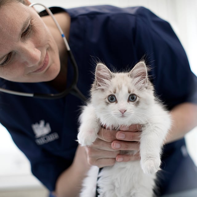 veterinær og katt