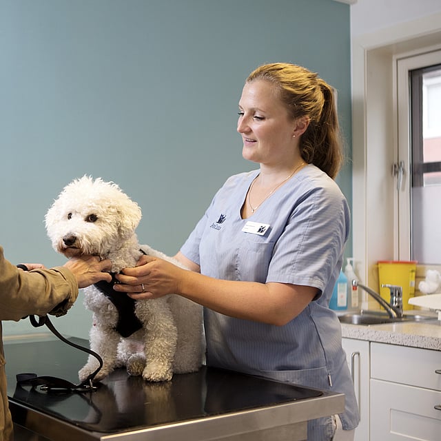 En person og en hund som blir undersøkt av en lege.