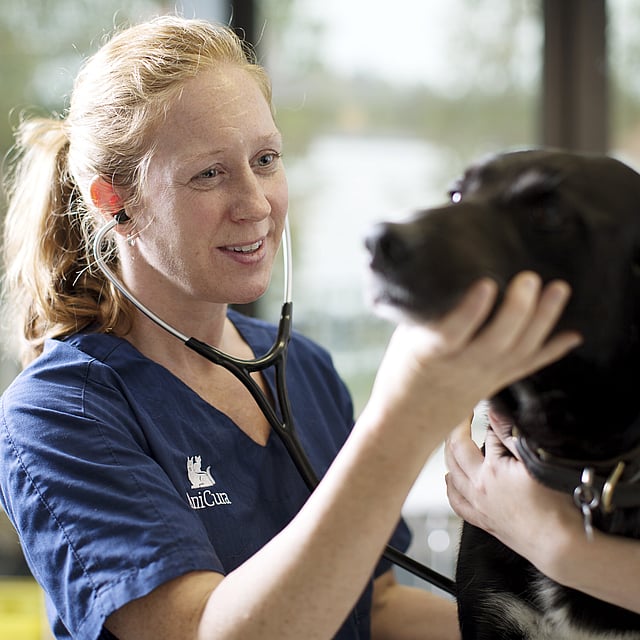 En person som har på seg et stetoskop som undersøker en hund.