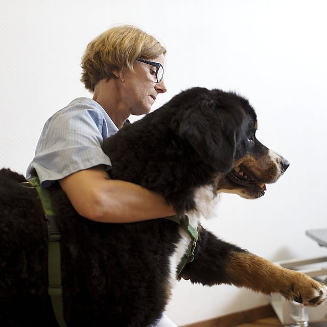 En person som holder en stor hund.
