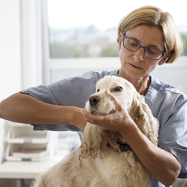 En person med briller som holder en hund.